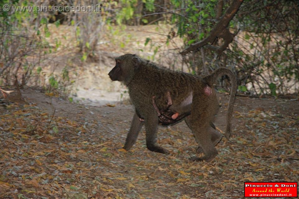 Ethiopia - Mago National Park - Baboons - 05.jpg